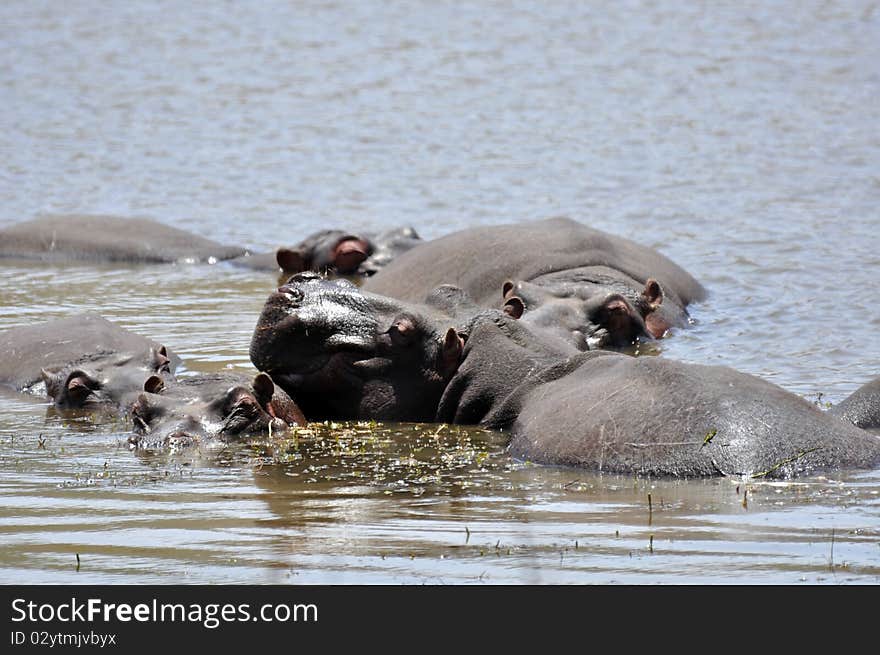 Hippos