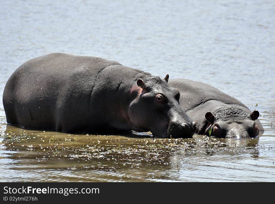 Hippos