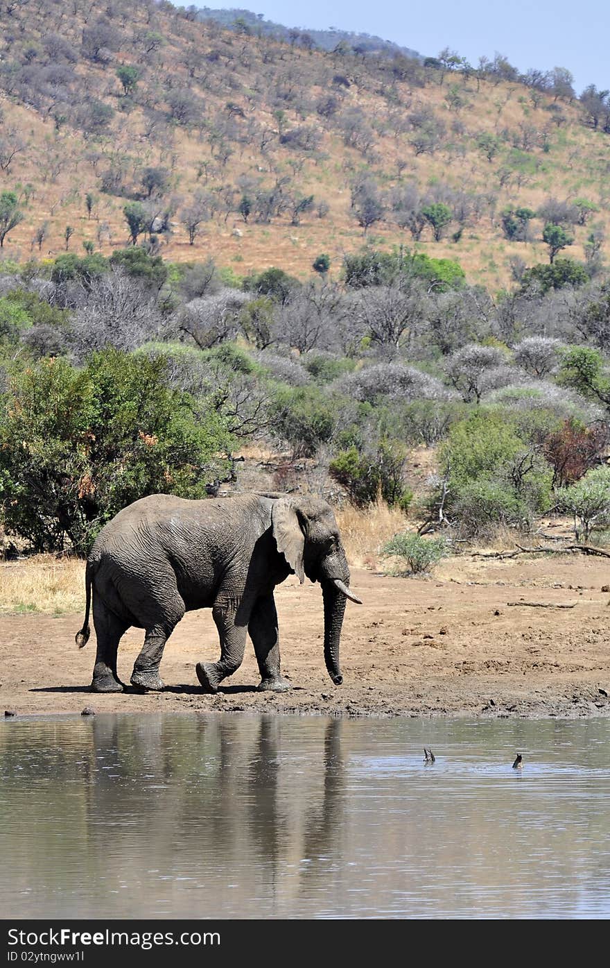 African Elephant.