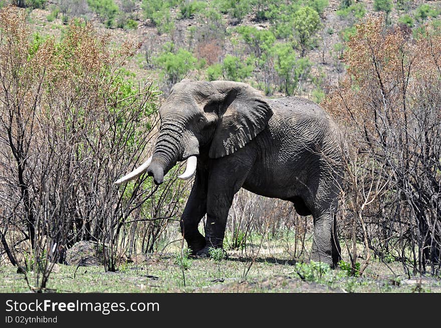 An African Elephant in the African wilderness. An African Elephant in the African wilderness.