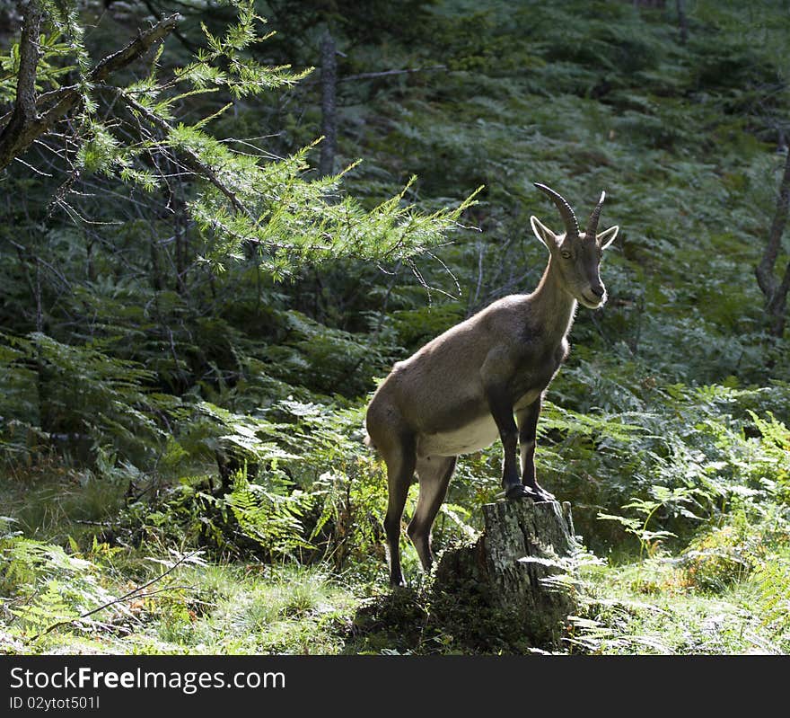 Capra Ibex