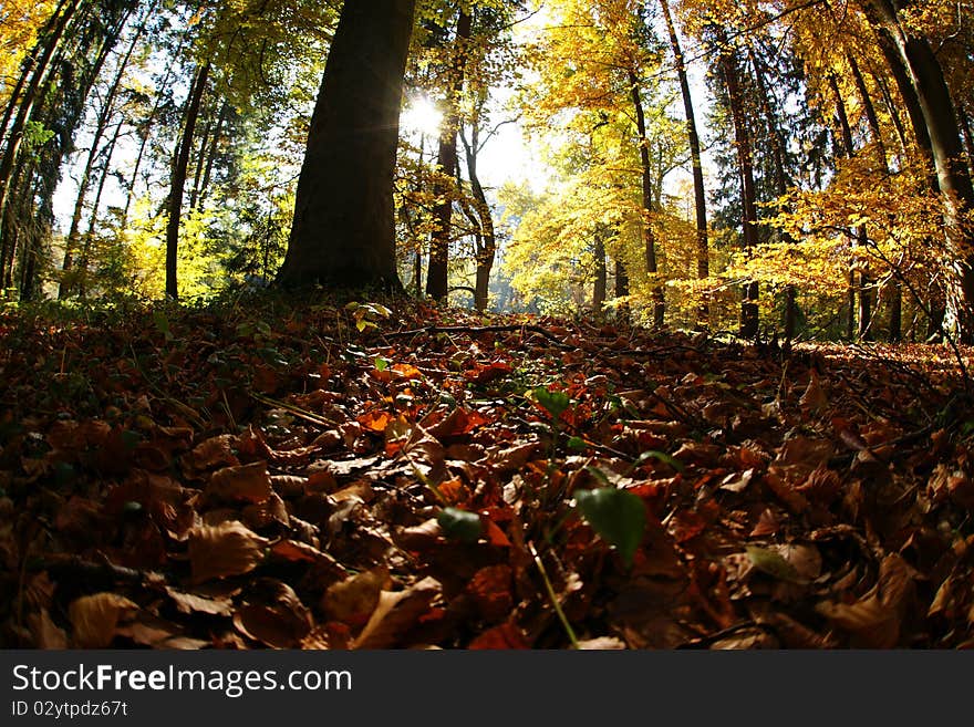 The colors of autumn in the forest par. The colors of autumn in the forest par