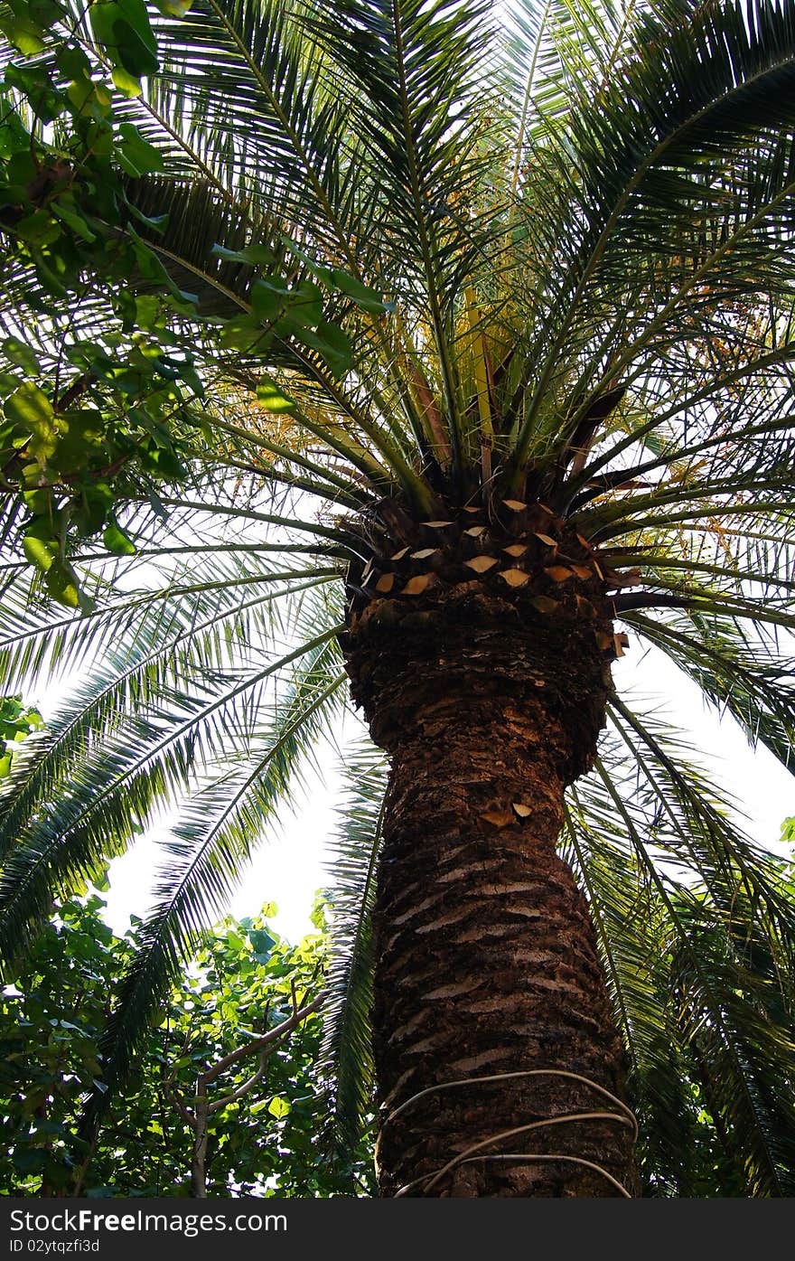 A coconut tree under the sun