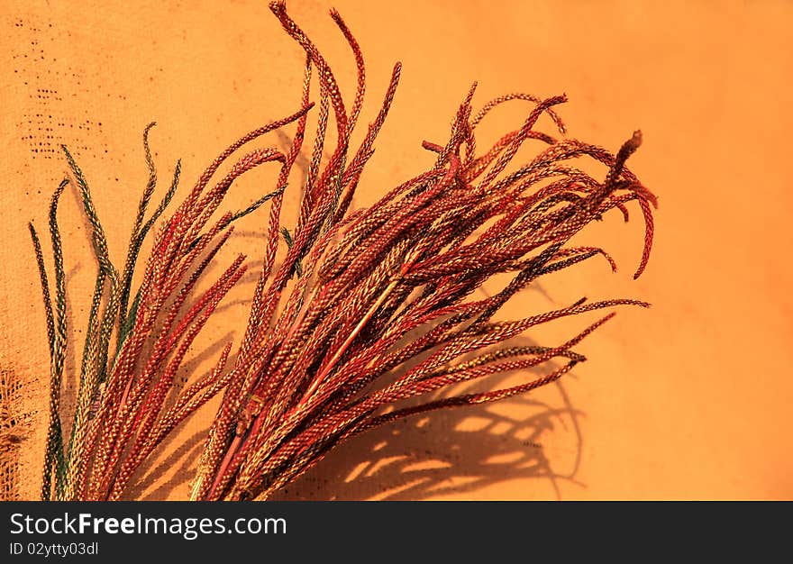 Colored weed with colorful background looking beautiful.