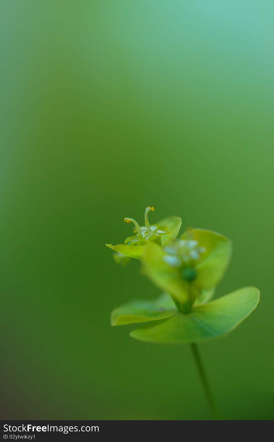 Green single flower on green background. Green single flower on green background.