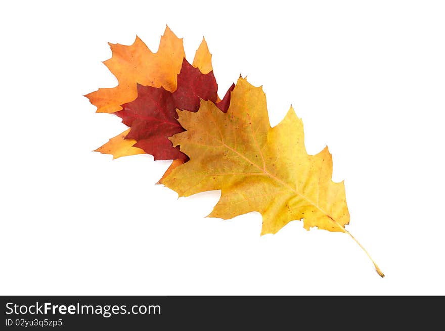 Splendid Colorful Leaves On A White.