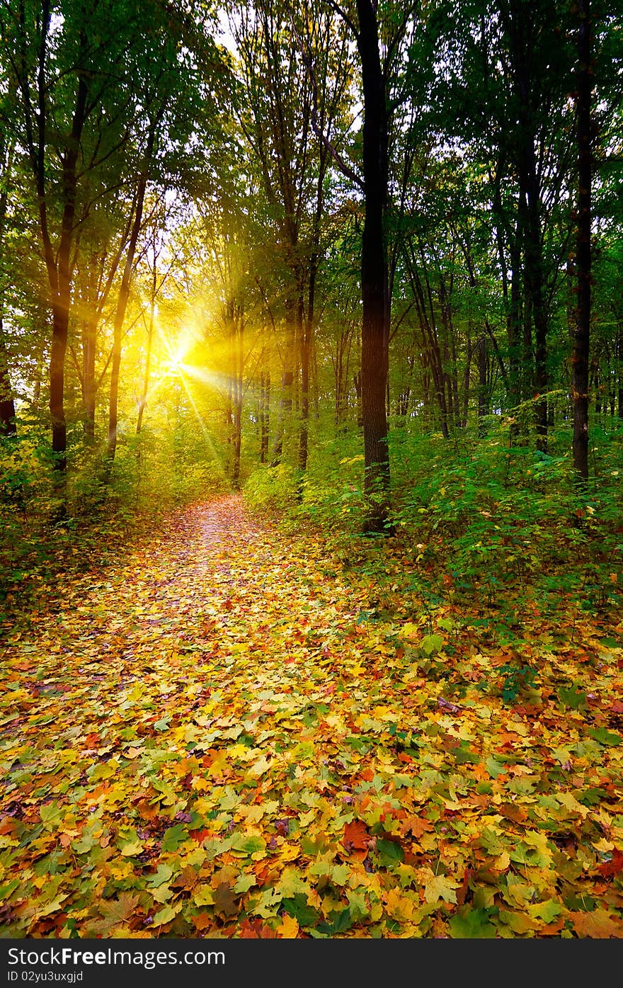 Golden sunbeams in the grove by autumn.