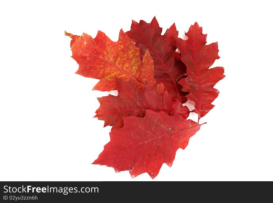 Autumnal leaves on a white.