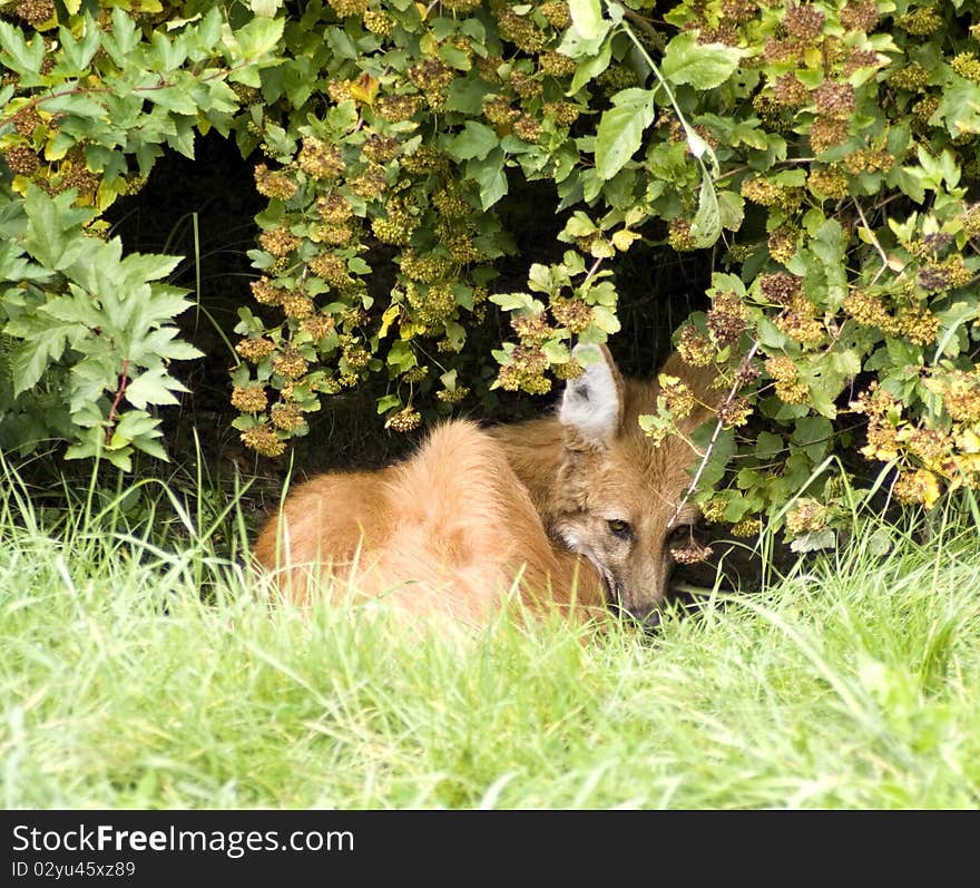 Resting Fox