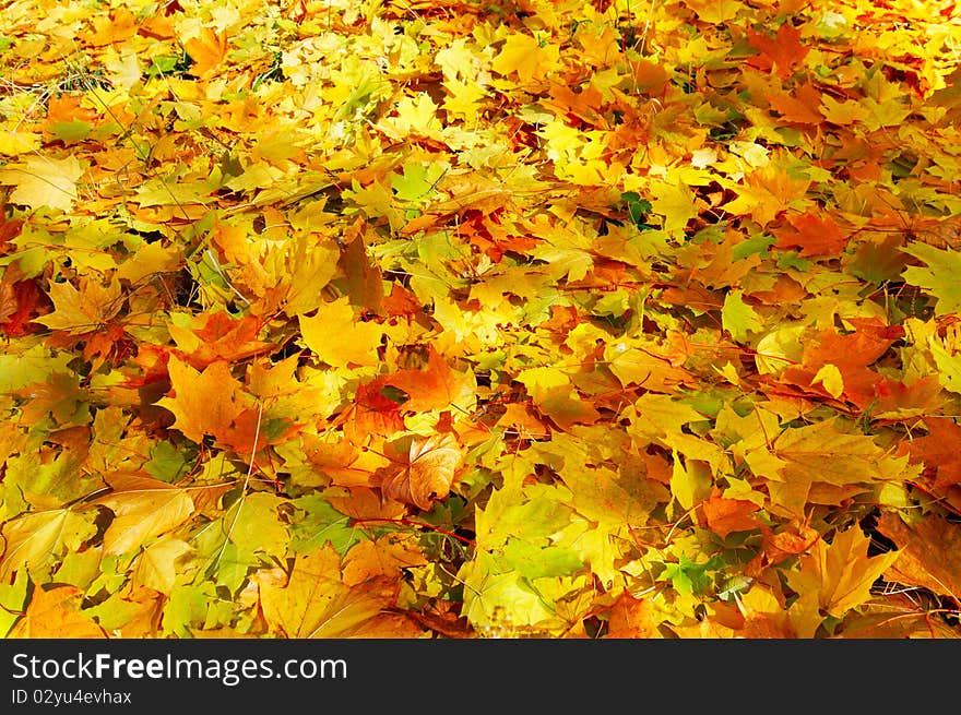 Wonderful carpet of  autumn foliage.