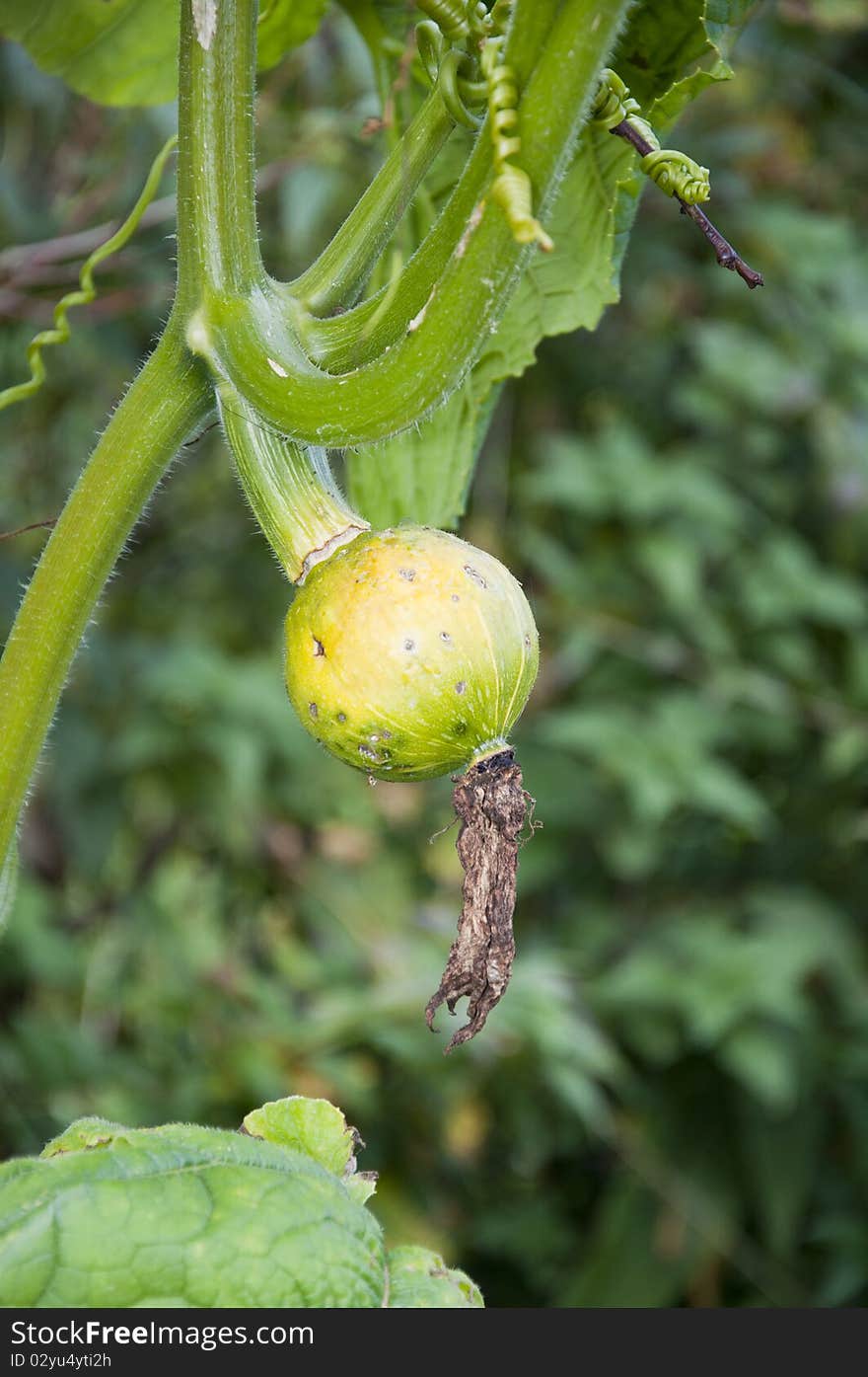 Pumpkin fruit on the bush - a symbol of the Organic Farming