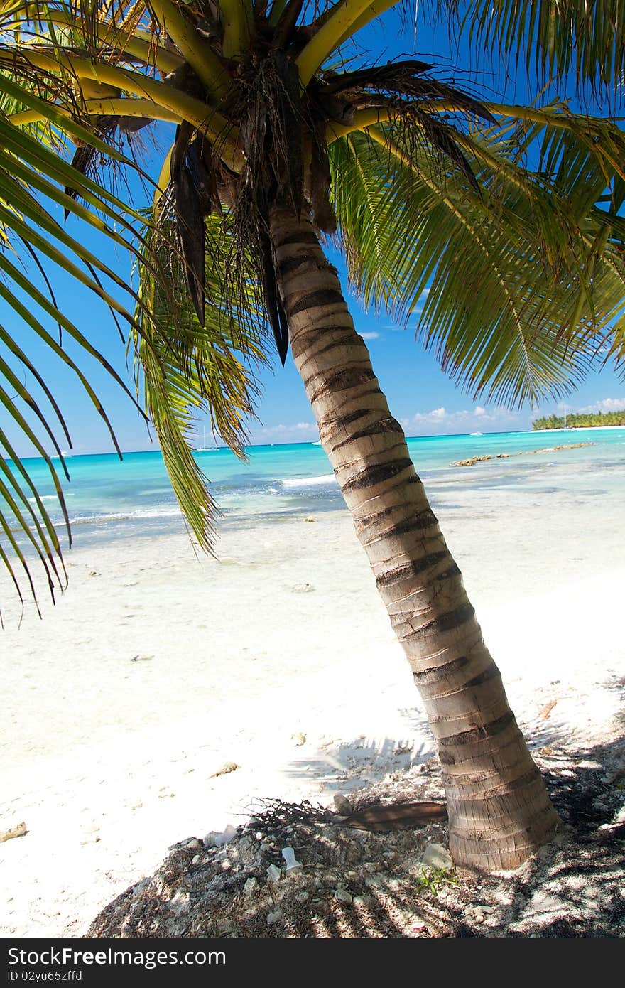 Beautiful palm on caribbean sea