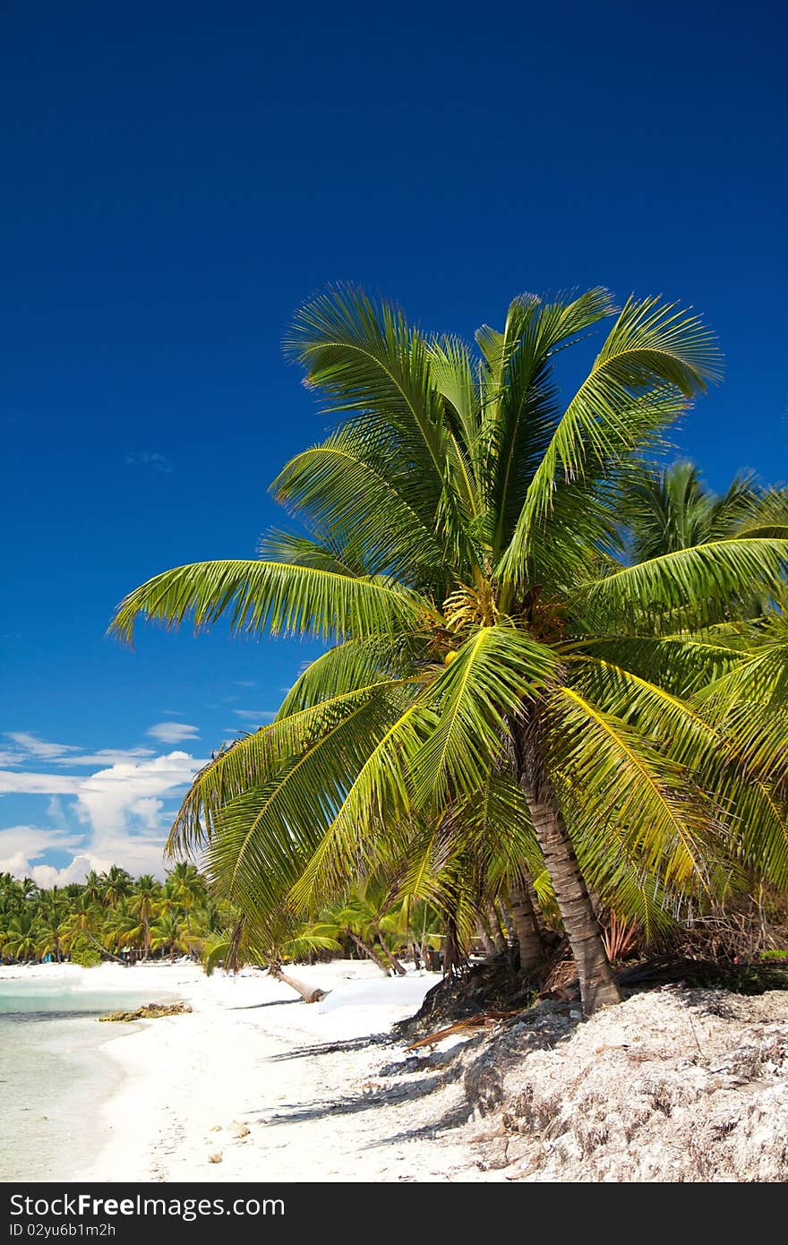 Palm on caribbean sea