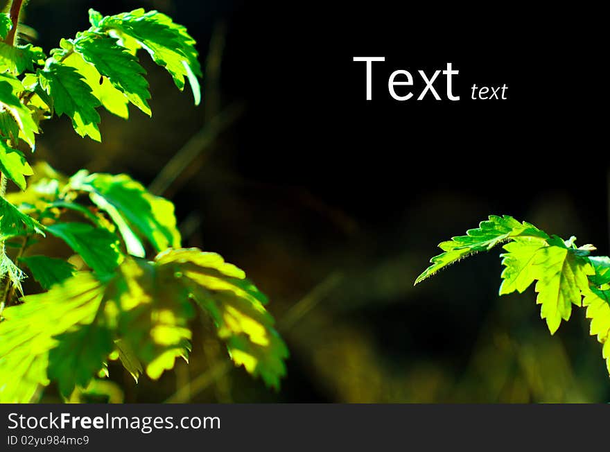 Beautiful green leaves of the plant. Shallow DOF. Text isolated on black. Beautiful green leaves of the plant. Shallow DOF. Text isolated on black.