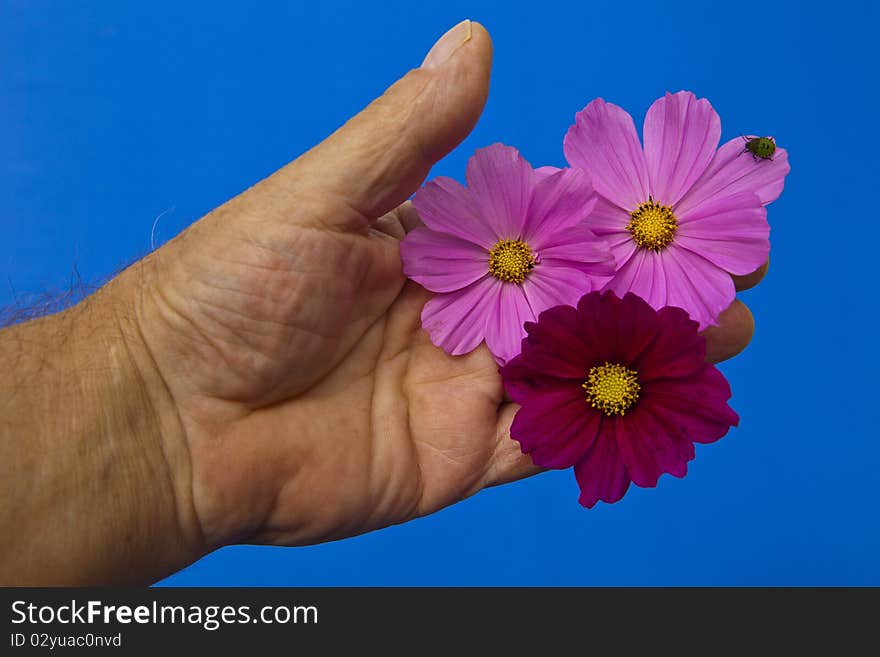 Pink flower with insect being held in the hand on a blue background. Pink flower with insect being held in the hand on a blue background