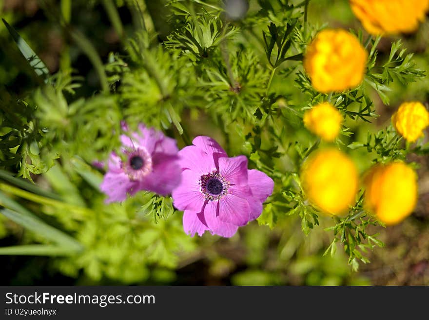 Beautiful poppy flower close-up with soft focus