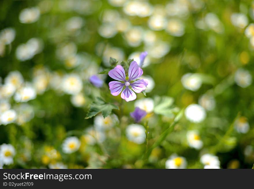 Beautiful Osteospermum flower close-up with soft focus