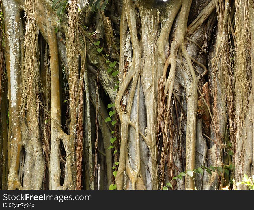 The trunk of a large tropical tree. The trunk of a large tropical tree