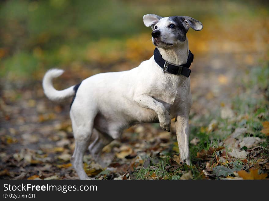 Cute  white doggy - autumn scene