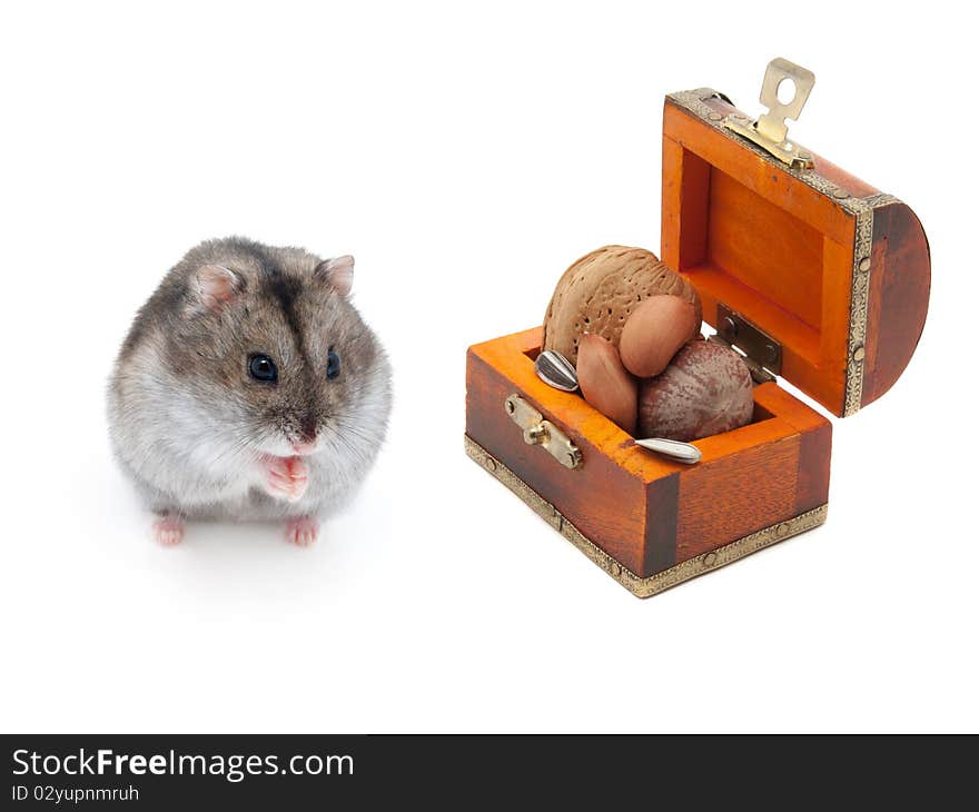 Dwarf hamster with feed on white background