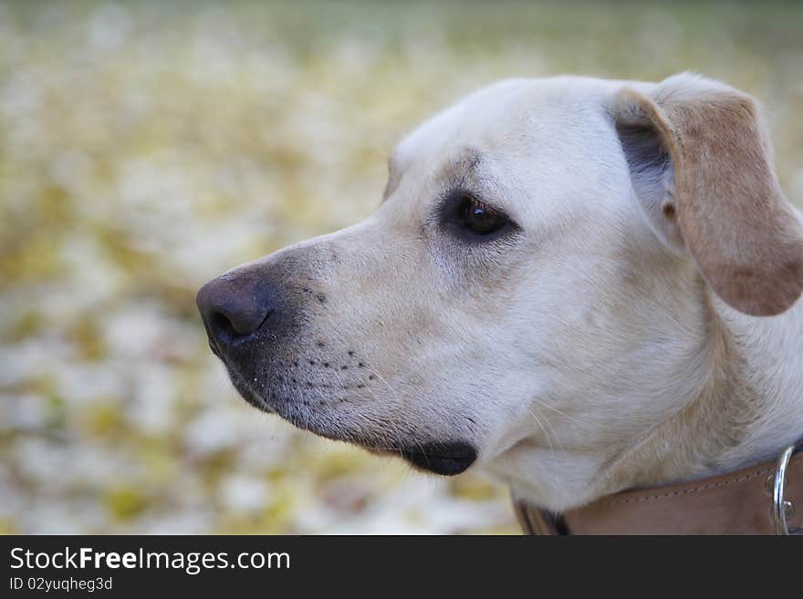 Head of Labrador Retriever in park.