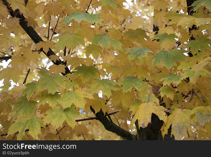 Close-up of Autumn leaves on a tree