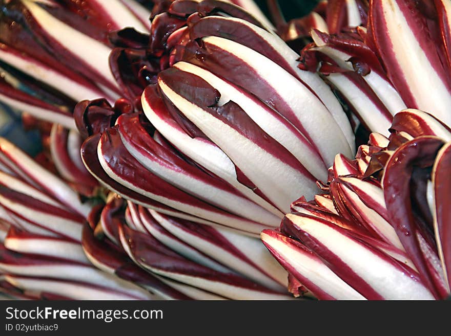 The background of red and white lettuce leaves close. The background of red and white lettuce leaves close