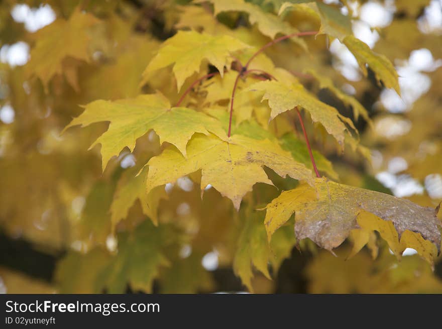 Close-up of Autumn leaves on a tree