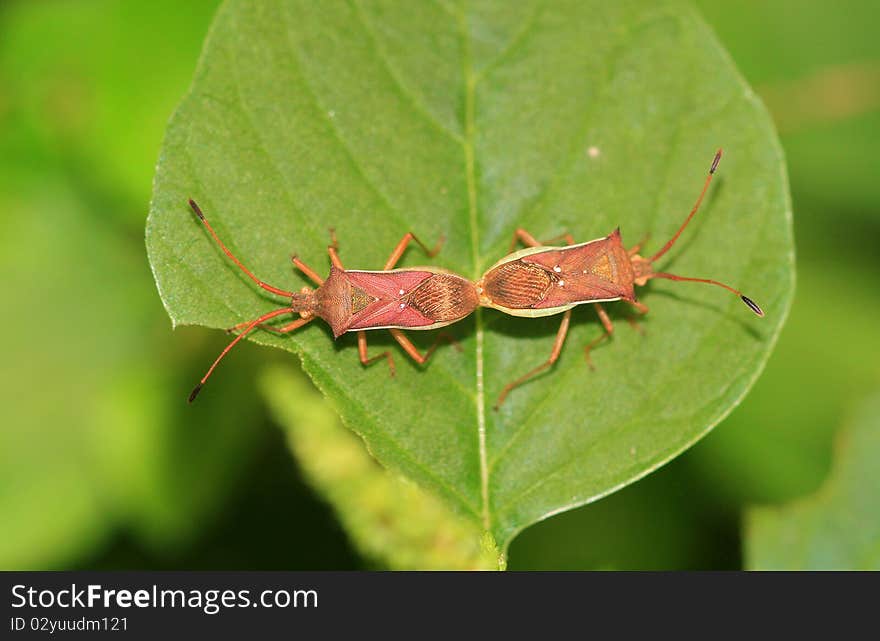 Sloe Bugs Mating