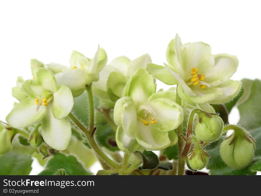 Blossom saintpaulia on white background