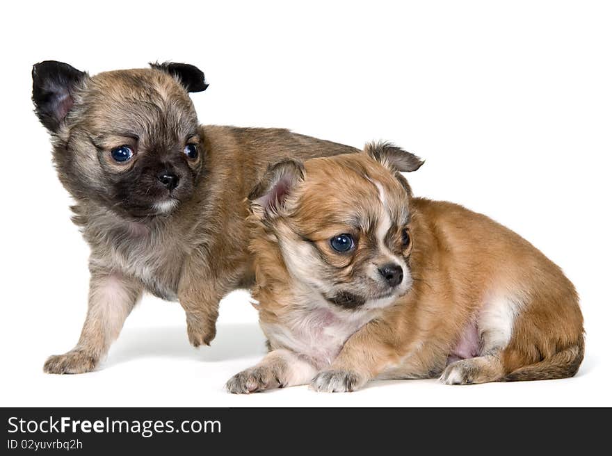 Two puppies of the chihuahua in studio