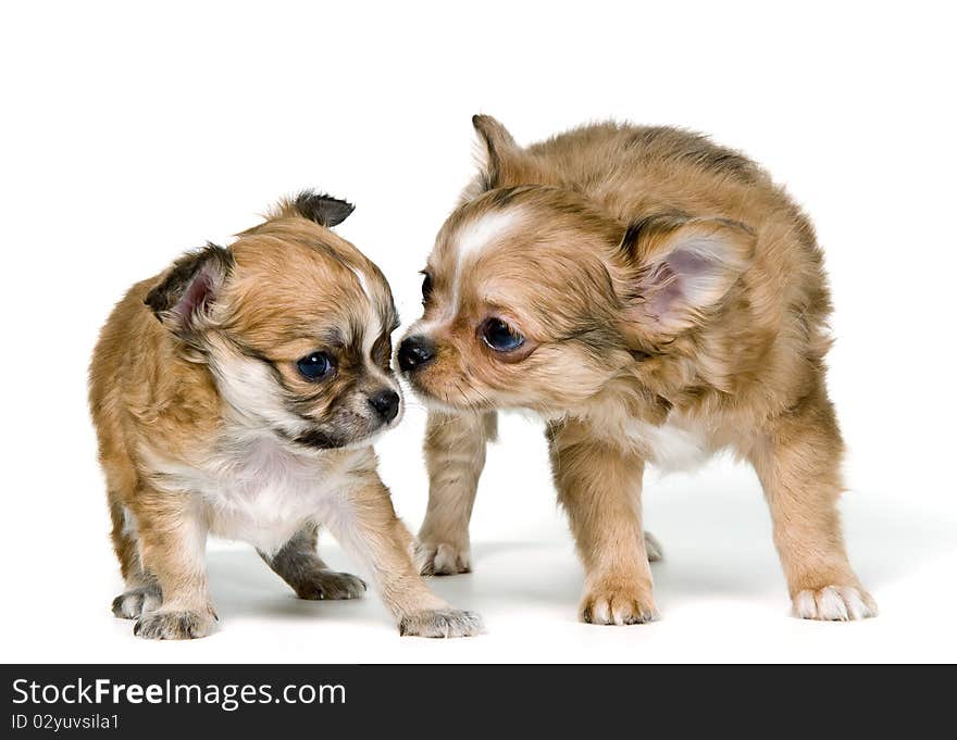 Two puppies of the chihuahua in studio