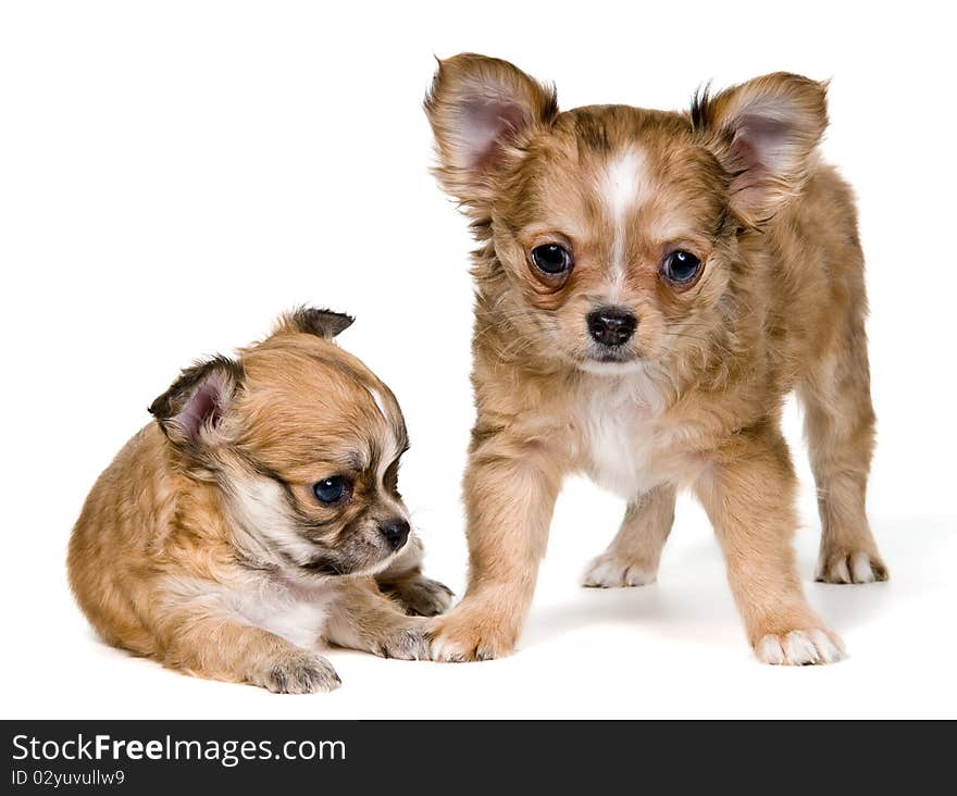 Two puppies of the chihuahua in studio