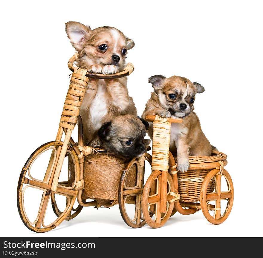 Puppies chihuahua on a bicycle