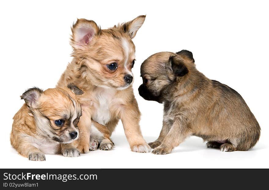 Three puppies of the chihuahua in studio