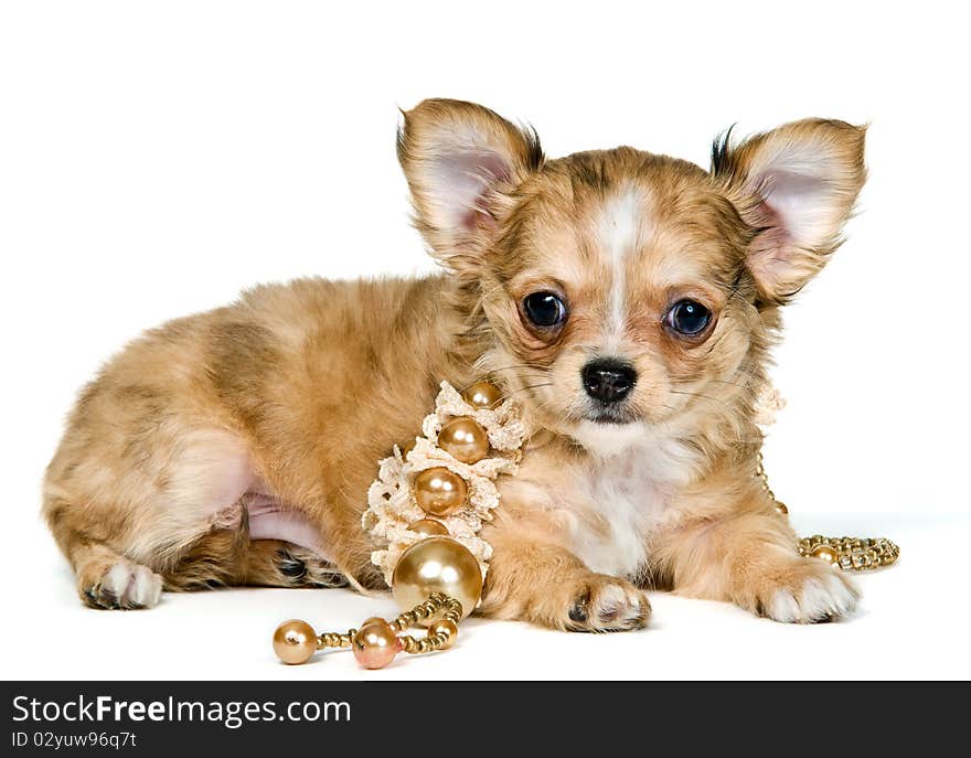 Puppy of the chihuahua with a necklace in studio