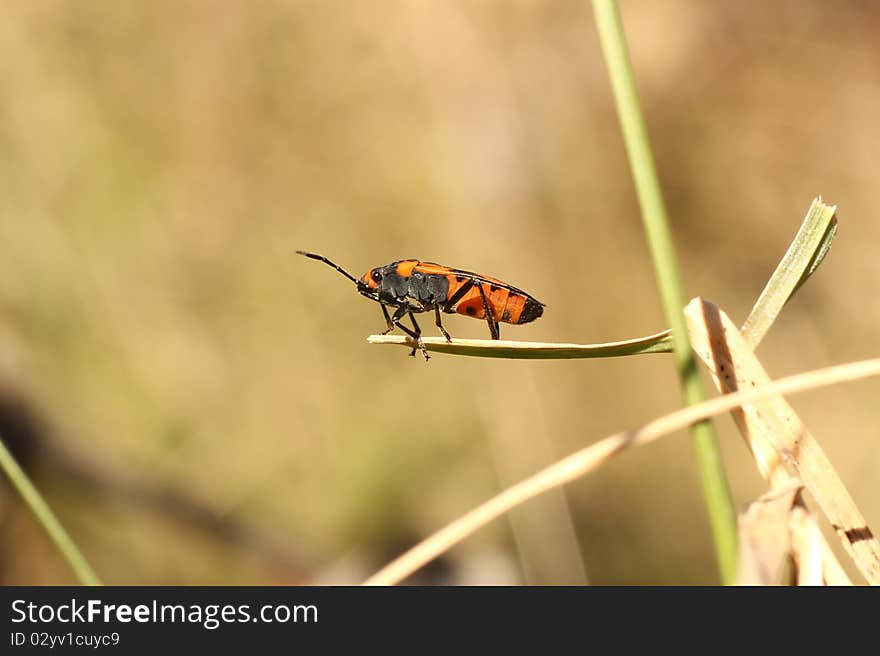 Milkweed Bug (Oncopeltus Fasciatus)