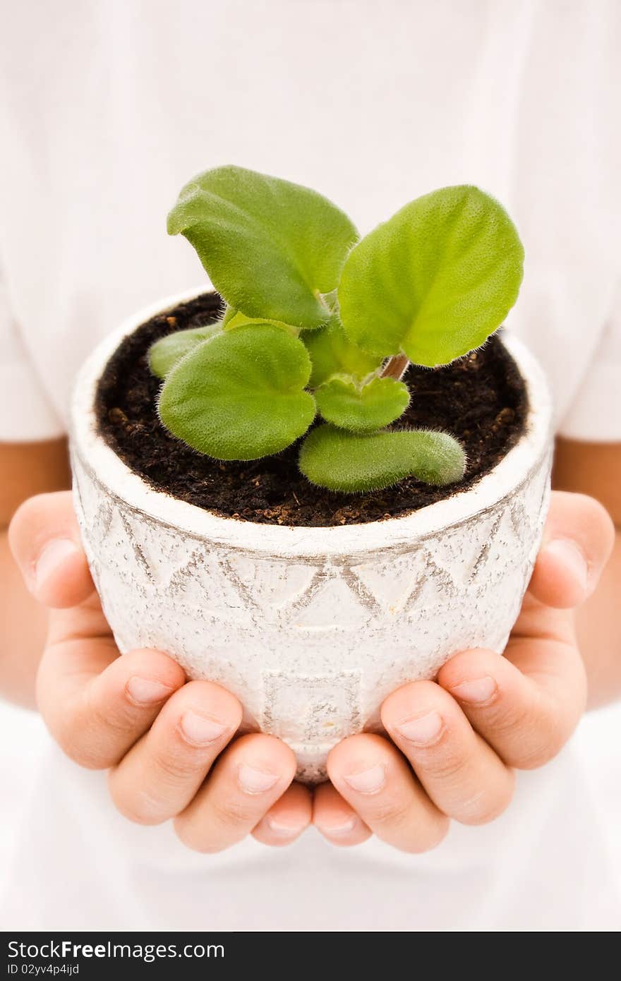 Close up shot child's hands holding young plant in a bud. Close up shot child's hands holding young plant in a bud