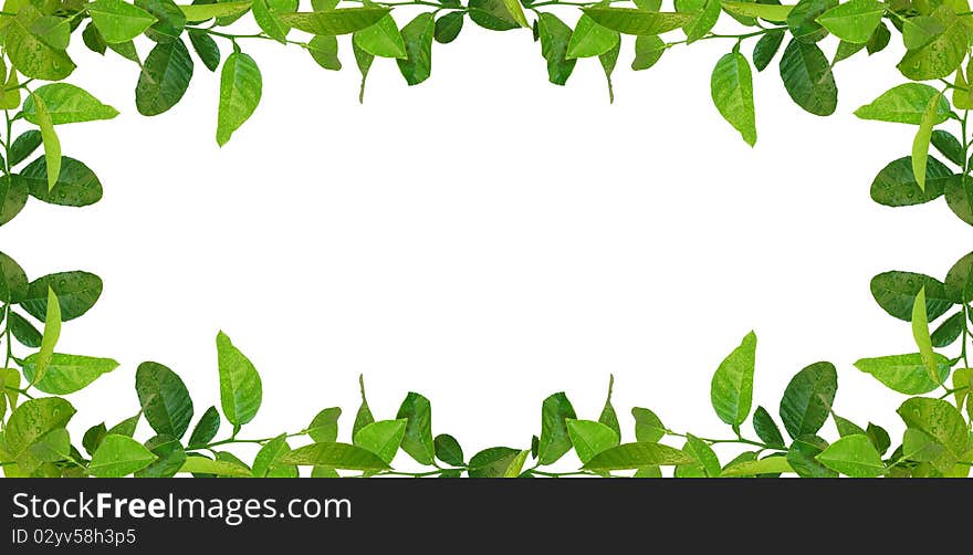 Green leaves frame