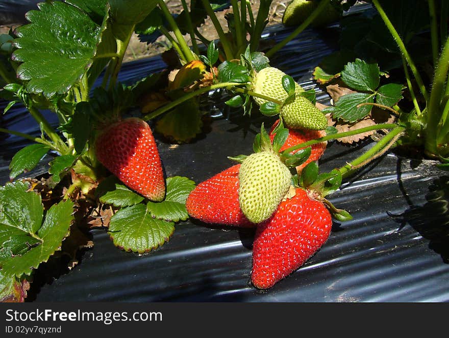 Strawberry Farm, South Australia