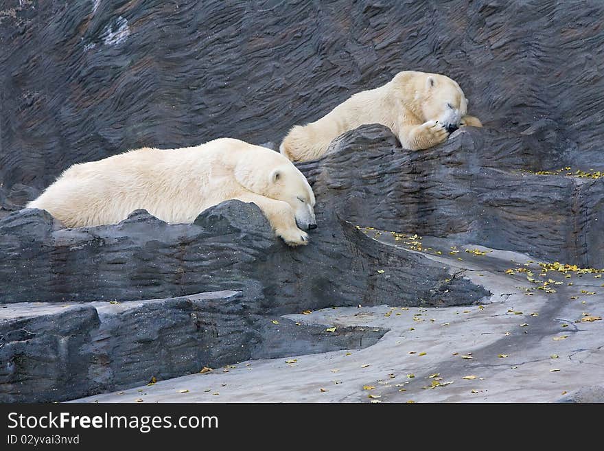 Two polar bears sleeping on the stone in ZOO