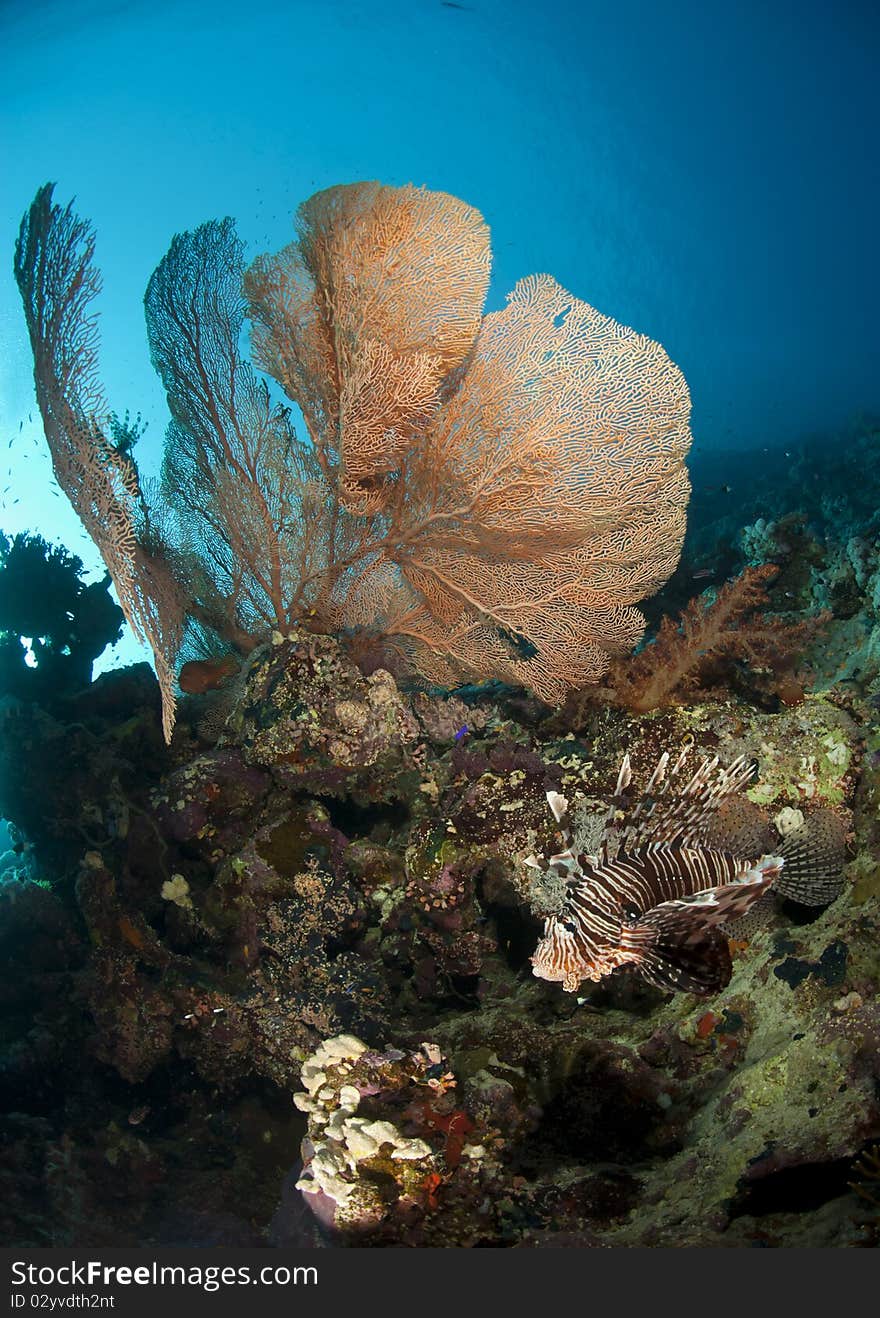 Pristine Giant sea fan with tropical Common Lionfish (Pterois miles). Gordon reef, Straits of Tiran, Red Sea, Egypt. Pristine Giant sea fan with tropical Common Lionfish (Pterois miles). Gordon reef, Straits of Tiran, Red Sea, Egypt.