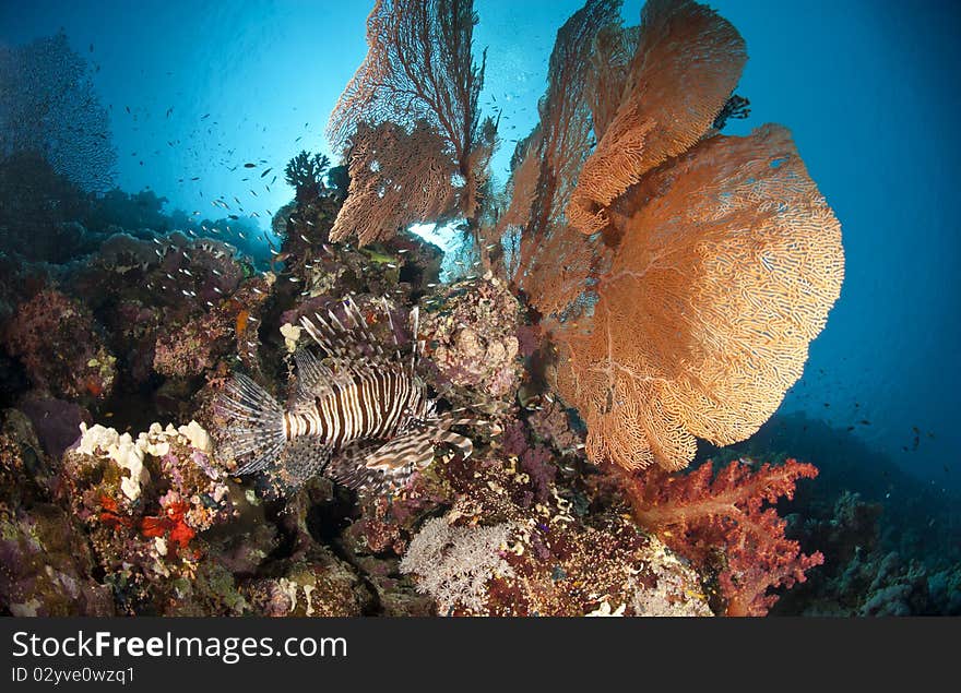 Giant sea fan with Common Lionfish.