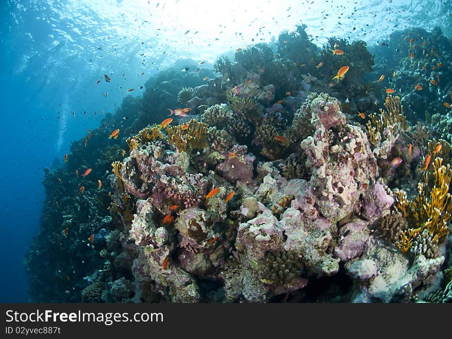 Colourful underwater tropical coral reef scene.