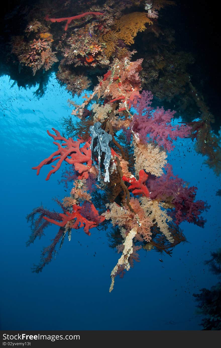 Vibrant tropical coral reef scene.