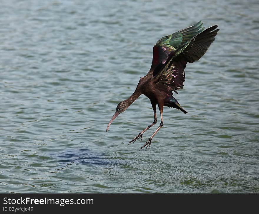 Glossy Ibis (Plegadis falcinellus) in flight.
Landing on water