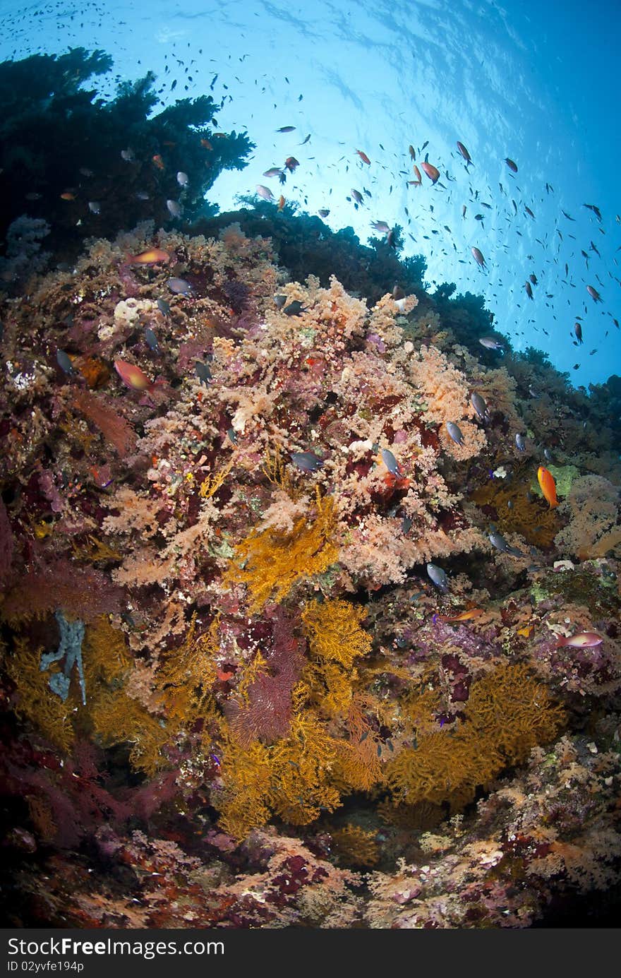 Colourful underwater tropical coral reef scene.