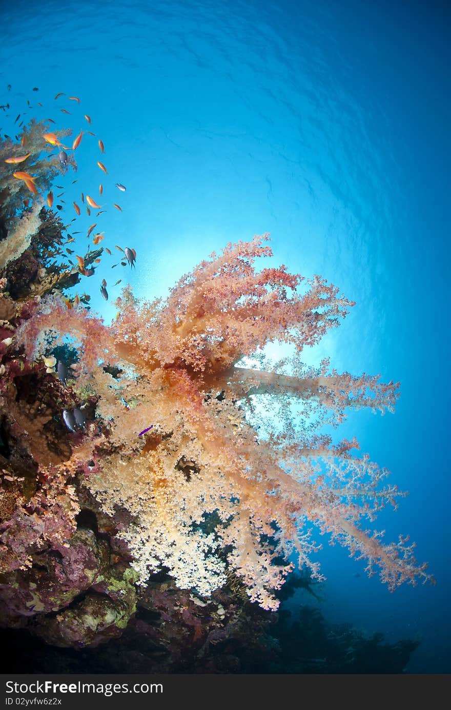 Colourful tropical soft coral reef scene.