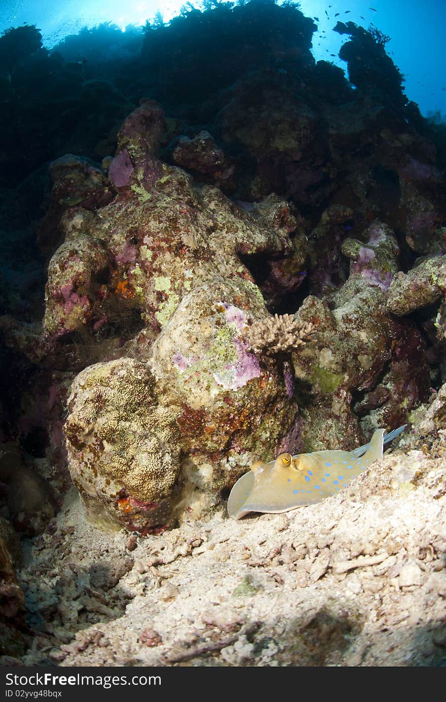 Bluespotted stingray resting on a coral reef.