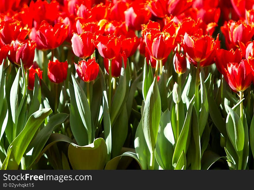 Beautiful red tulips in the garden